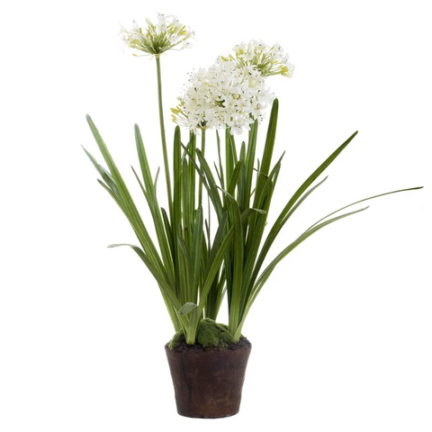 Agapanthus in Paper Pot White - Artificial Plant