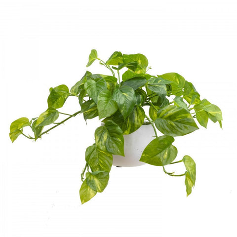 Pothos in Pot 30cm - Artificial Plant